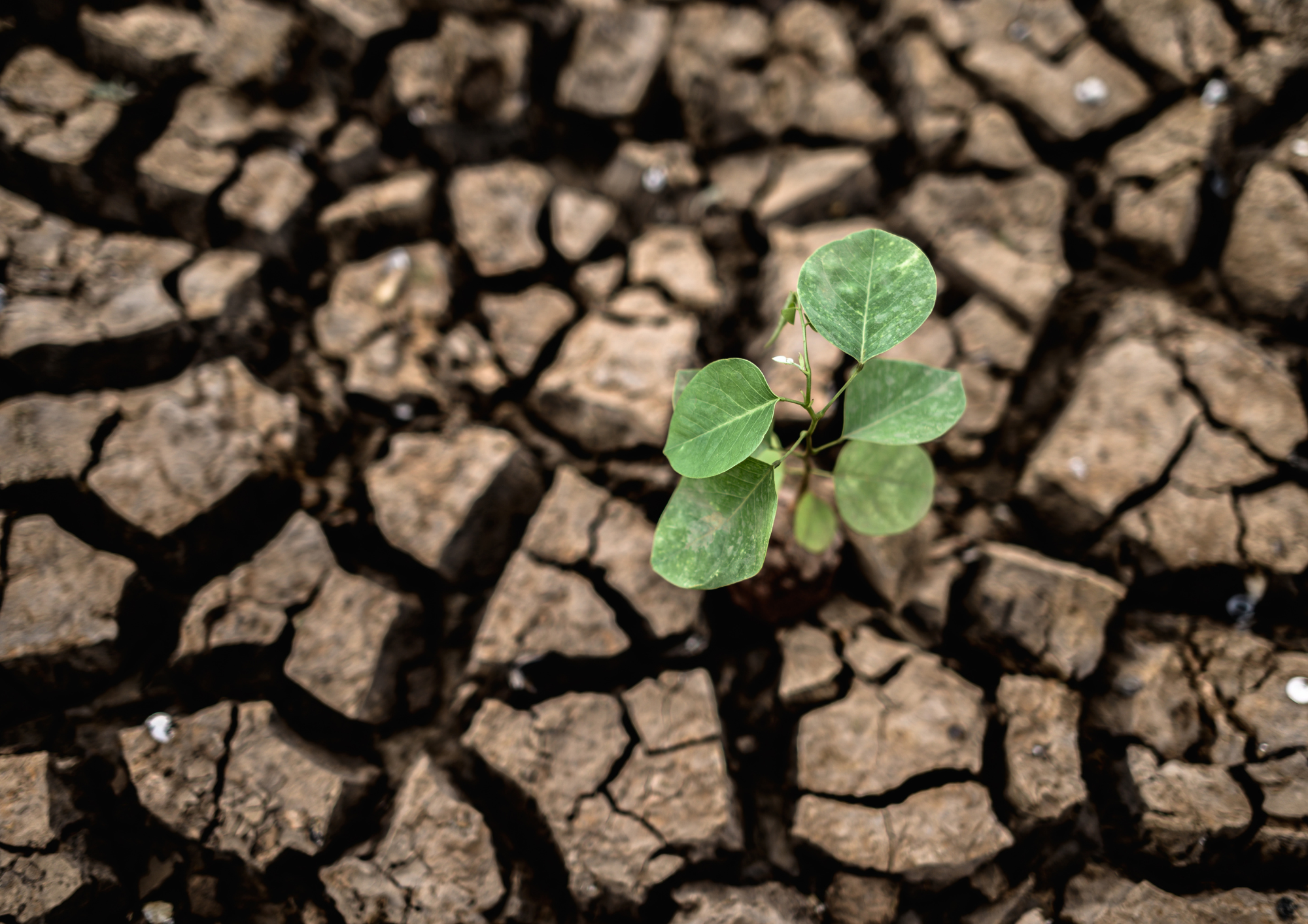 The image shows dry soil and a small plant showcasing affects of climate change