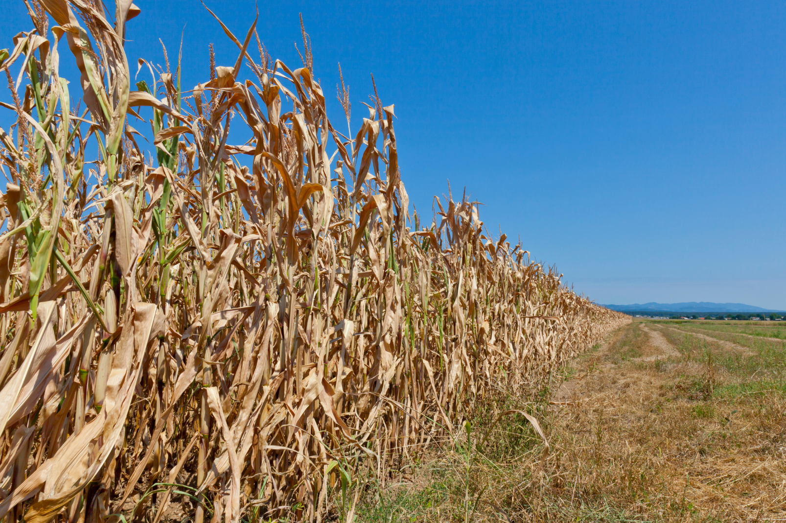 Heat-damaged crops highlighting the economic impact on agriculture.