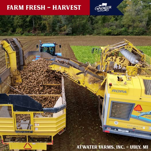 Sugar beet harvest equipment loading beets into a truck at Atwater Farms in Ubly Michigan